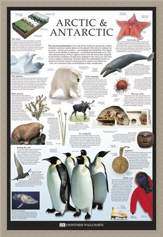 Framed Framed The Arctic & Antarctic - Dorling Kindersley