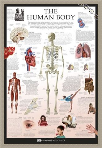 Framed Framed The Human Body - Dorling Kindersley
