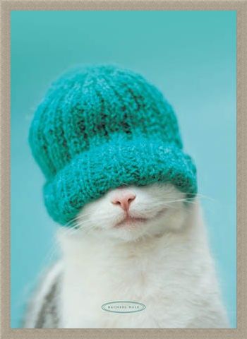 Framed Framed Guiness the Cat and Hat - Rachael Hale