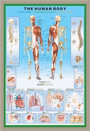 Framed Framed The Human Body and it's Organs - Human Biology