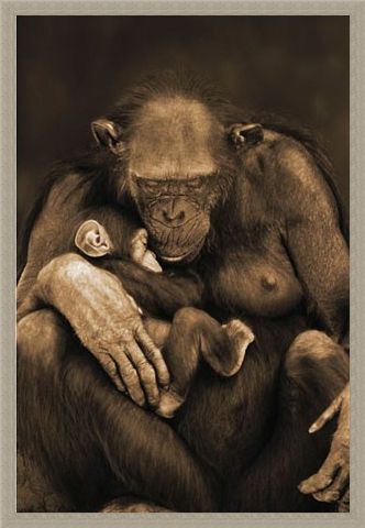 Framed Framed Motherhood - Chimpanzee with Child