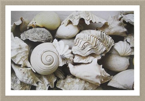 Framed Framed Still Life with Shells - Rene and Barbara Stoeltie