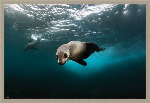 Framed Framed Diving The Depths - Australian Fur Seal