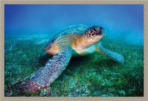 Framed Framed Loggerhead Sea Turtle - Animal