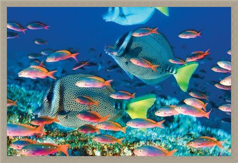 Framed Framed Yellow-Tailed Surgeonfish - Sealife