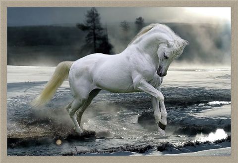 Framed Framed Horse Snow - Bob Langrish