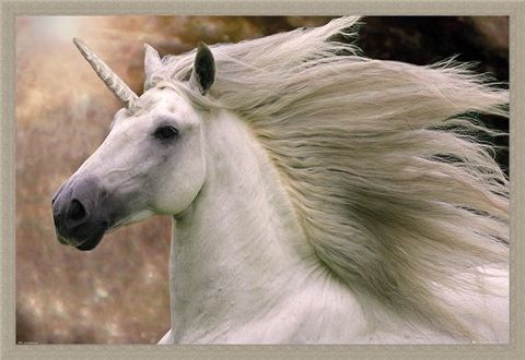 Framed Framed Unicorn - Bob Langrish