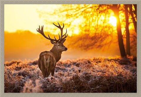 Framed Framed Golden Stag - Wildlife Wonders of The Sunrise