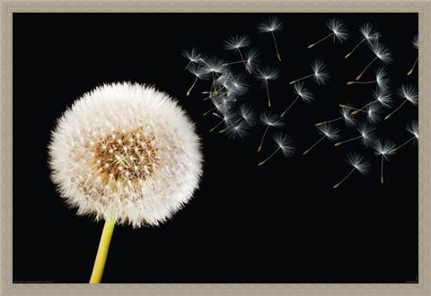 Framed Framed Dandelion Dream - Fly Away