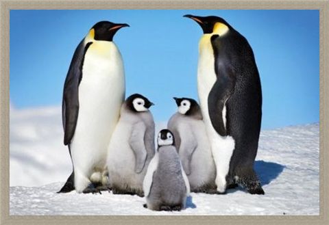 Framed Framed Penguin Harmony - Penguin Family