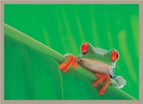 Framed Framed Red Eyed Frog - Nature