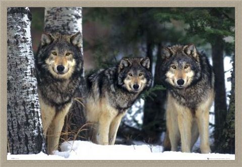 Framed Framed Three Wolves in the Snow - Canis Lupis – The Timberwolf