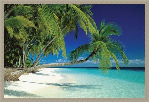 Framed Framed Maldives Beach and Sea - Palm Trees on a Tropical Island Paradise
