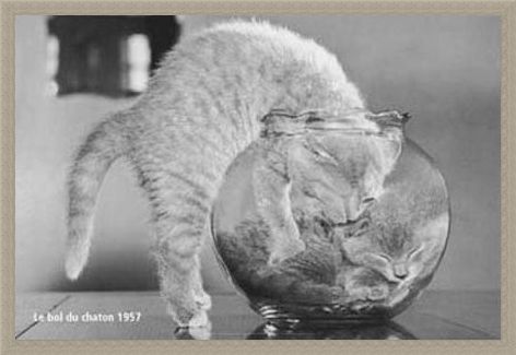 Framed Framed Bowl of Cats - Le Bol Du Chaton