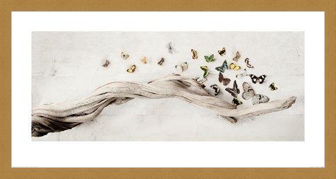 Framed Framed Drift of Butterflies - Ian Winstanley