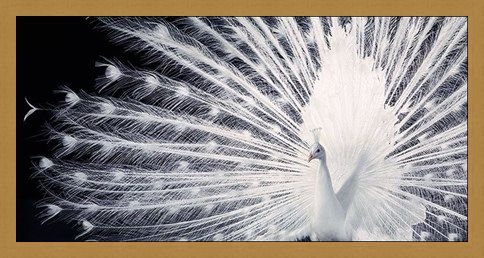 Framed Framed Courtship - Tim Flach