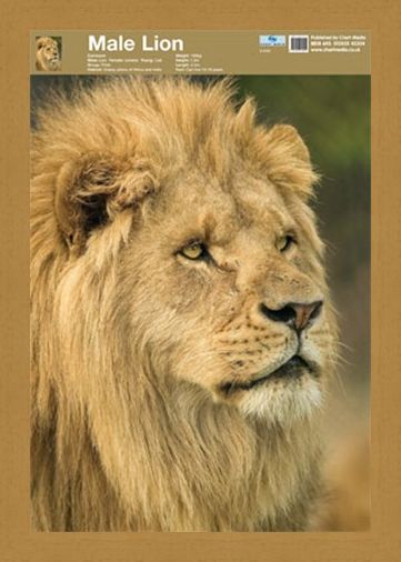 Framed Framed Animal World - Lion