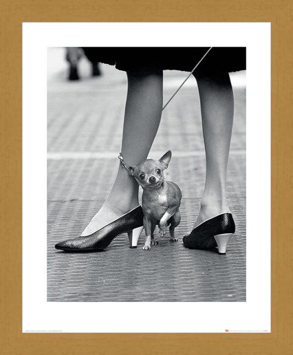 Framed Framed Chihuahua - Time Life