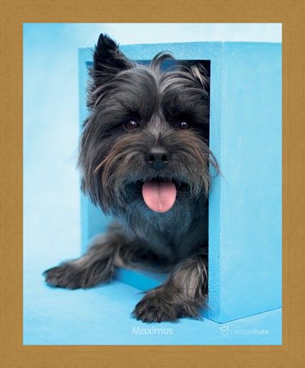 Framed Framed Maximus the Puppy - By Rachael Hale