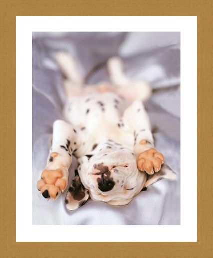 Framed Framed Monty - Rachael Hale
