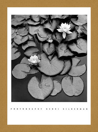 Framed Framed Waterlilies - Henri Silberman