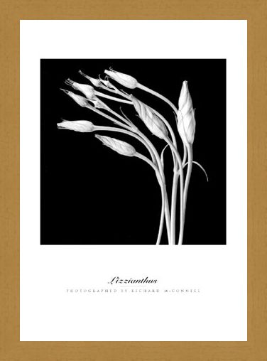 Framed Framed Lizzianthus - Richard McConnell