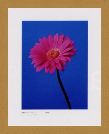 Framed Framed Gerbera Serenity - Masao Ota