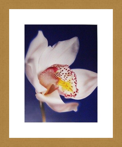 Framed Framed Orchid - Michael Banks
