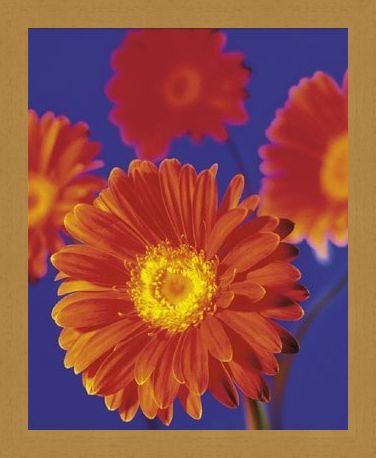 Framed Framed Red Flowers - Gerberas