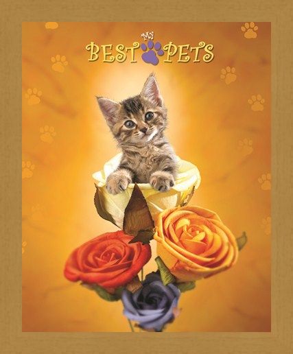 Framed Framed Cat amongst the Roses - My Best Pets
