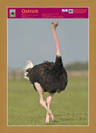 Framed Framed Ostrich - Wildlife Fun Facts
