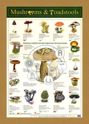 Framed Framed Mushrooms & Toadstools - Fungi