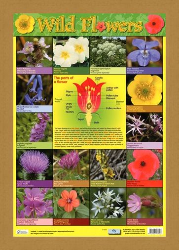 Framed Framed Wild Flowers - Parts of a Flower
