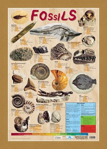Framed Framed Fossils - Educational Chart