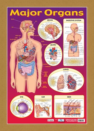 Framed Framed Find Your Way Around the Human Body! - Major Organs of The Body