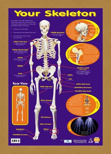 Framed Framed Your Skeleton - 206 Bones In The Body