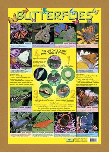 Framed Framed Butterflies - Life Cycle