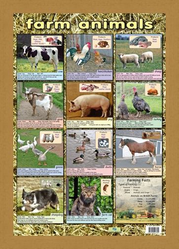 Framed Framed Farm Animals - Down On The Farm
