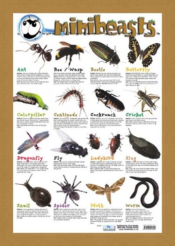 Framed Framed Mini Beast - Creepy Crawlies