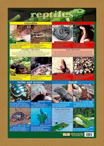 Framed Framed Reptiles - Snake, Rattle and Roll
