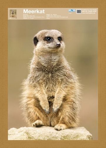 Framed Framed Animal World - The Meerkat