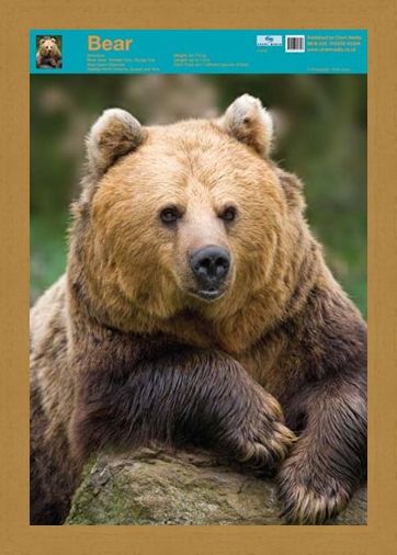Framed Framed Nature's Big Teddy Bear - Bear