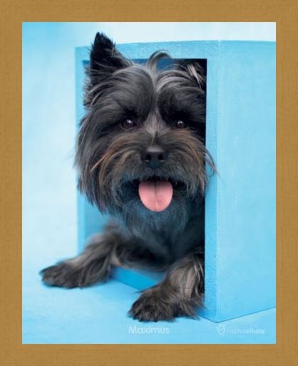 Framed Framed Maximus the Puppy - By Rachael Hale