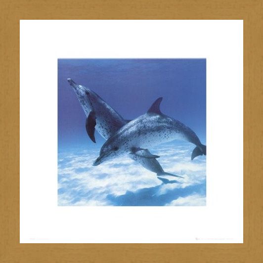 Framed Framed A Pair Of Bottle Nose Dolphins - Daniel McCulloch