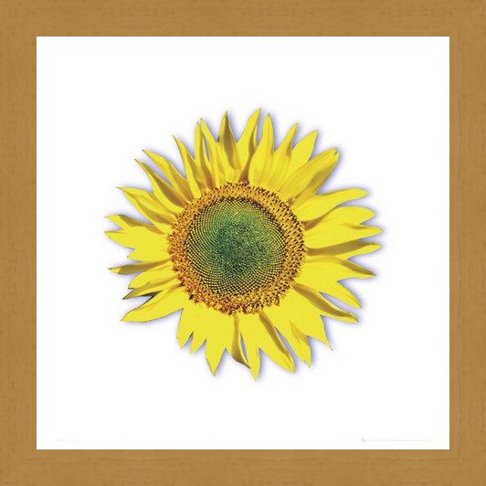 Framed Framed Sunflower - Solitary Bloom