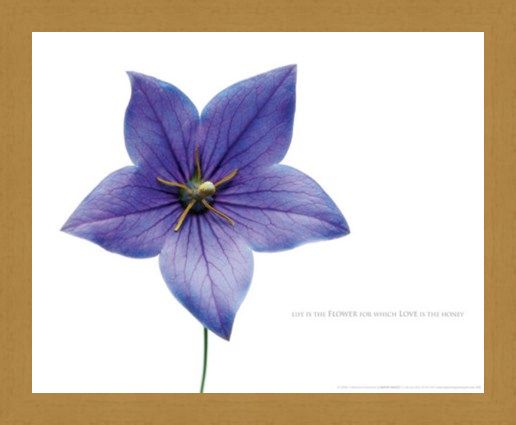 Framed Framed Life is the Flower - Love