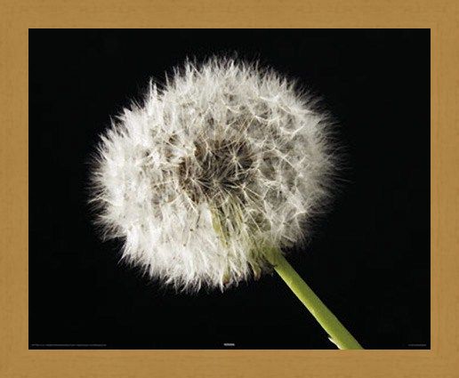 Framed Framed Dandelion - Macro Photography
