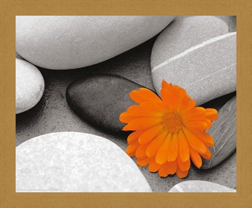 Framed Framed Marigold and Pebbles - Bright Flower amongst Stones