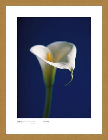 Framed Framed Arum Lily, White on Blue Background - Alex Sedgwick