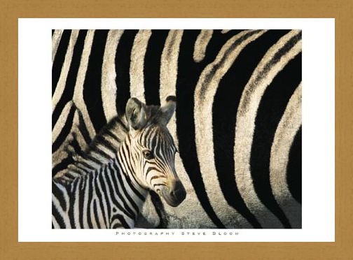 Framed Framed Zebra Stripes & Foal - Steve Bloom